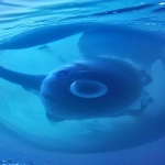 DeepSeek全民攻略 ：人人都能掌握的AI工具组合